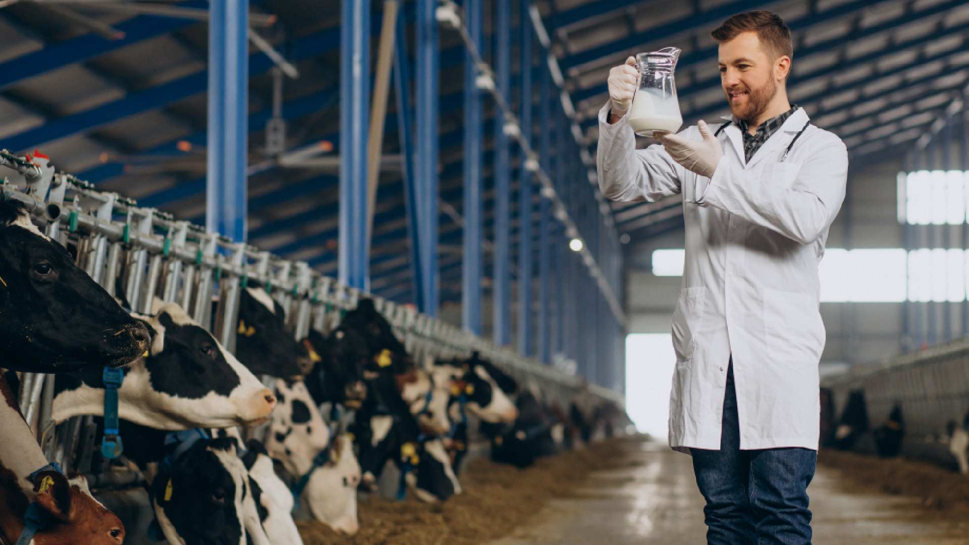 veterinary-cowshed-with-jug-milk